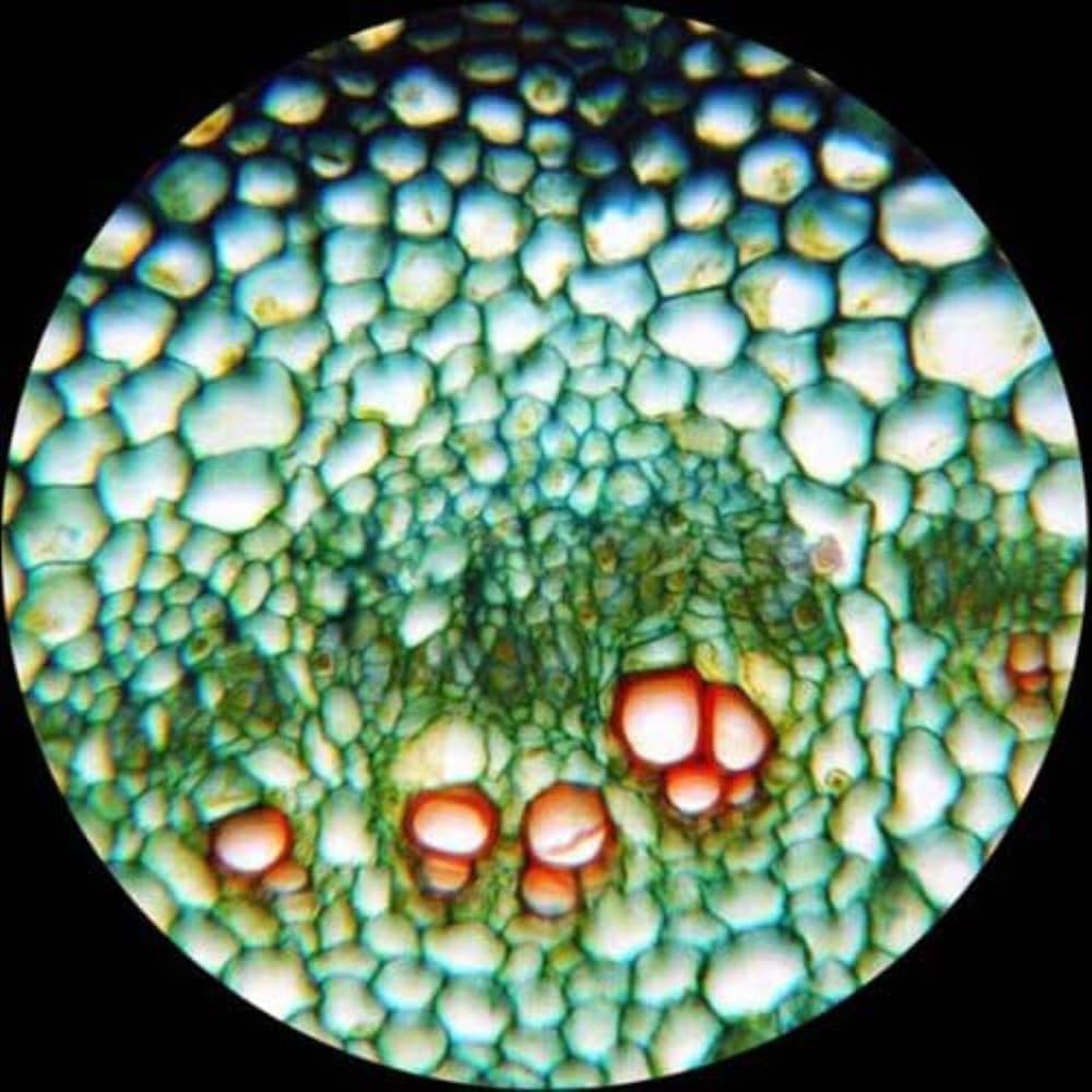 AmScope T360B-5M Digital Trinocular Compound Microscope, 40X-2000X Magnification, WF10x and WF20x Eyepieces, Brightfield, LED Illumination, Abbe Condenser, Double-Layer Mechanical Stage, Includes 5MP Camera with Reduction Lens and Software
