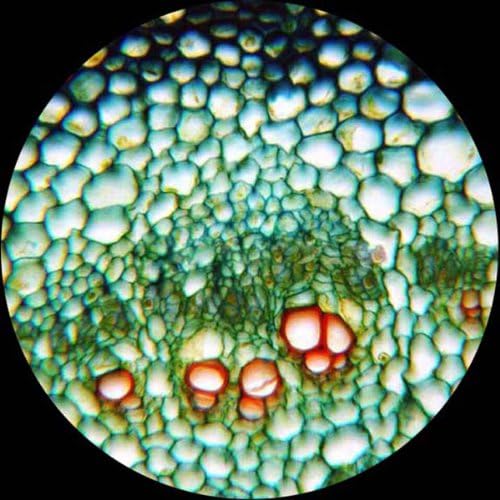 AmScope M120C-2L-PB10-E5 Digital Microscope, WF10x and WF25x Eyepieces, 40x-1000x Magnification, Brightfield, Upper and Lower LED Illumination, Plain Stage, Includes Blank and Prepared Slides, 5MP Camera and Software