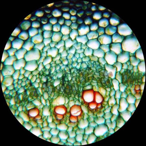 AmScope PS25 Prepared Microscope Slide Set for Basic Biological Science Education, 25 Slides, Includes Fitted Wooden Case Brown