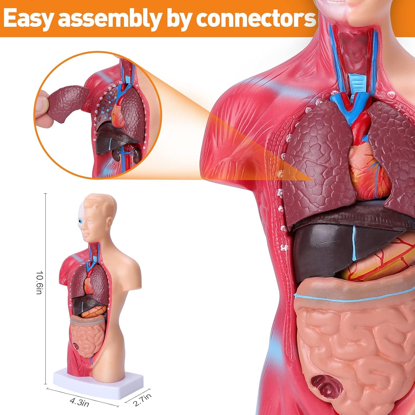 Human Body Model for Kids, 15 Pcs Removable 11 inch Human Torso Anatomy Model for for Teaching Study Class Students with Product Manual (11 inch)
