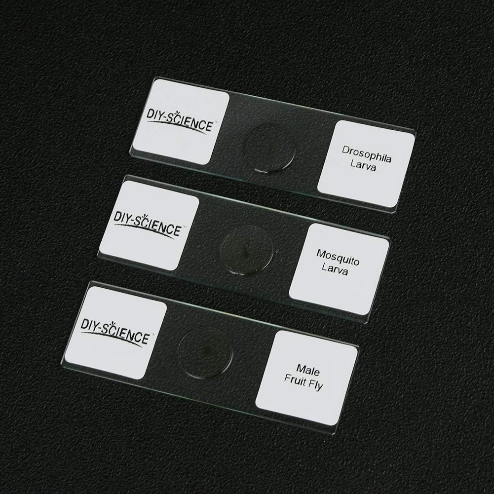 Prepared Whole Insects Microscope Slides Set, 10pcs Specimens for Kids Students Biology Class, Educational Gift (Whole Insects)